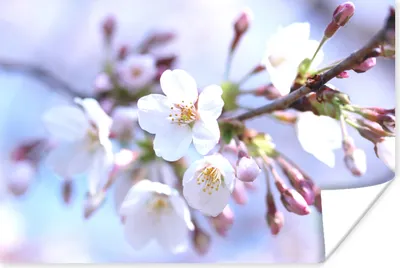 Produktbild von MuchoWow® Poster Blumen - Sakura - Zweig 180x120 cm - Fotoplakat
