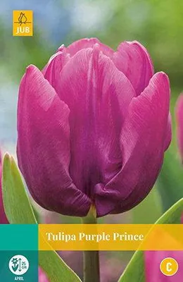 Productafbeelding van Tulipa Purple Prince JUB, 10 bloembollen