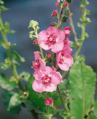 Produktbild von Verbascum x cult.'Pink Domino', Königskerze, rosa, ca. 11x11 cm Topf