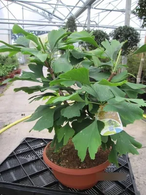 Produktbild von Ginkgo biloba - Fächerblattbaum - 30-40cm