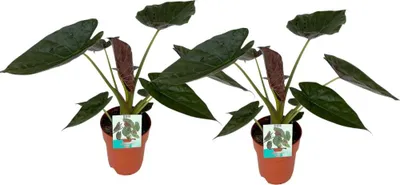 Image de Plante d'intérieur « oreille d'éléphant » (Alocasia wentii), Ø19cm, hauteur