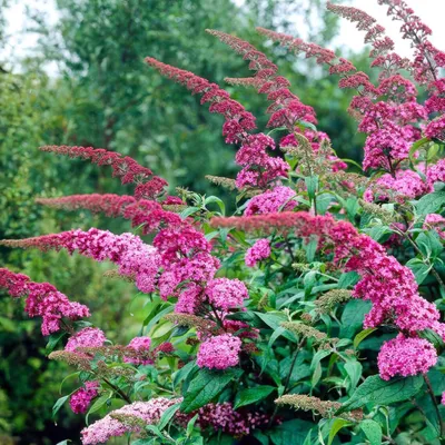 Zdjęcie produktu dla Krzew motylkowy Buddleja davidii Pink Delight, zestaw 3 sztuk, mrozoodporny