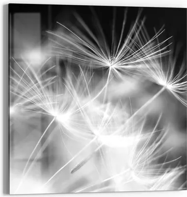 Produktbild von DEQORI Glasbild Echtglas 30x30 cm 'Pusteblumenflug' Wandbild Bild modern Deko