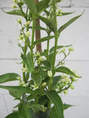 Produktbild von Weiße Schwalbenwurz - Vincetoxicum hirundinaria