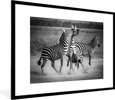 Produktbild von MuchoWow® Gerahmtes Poster Kämpfende Zebras 80x60 cm - Poster mit Schwarzem Bilderrahmen Wandposter Rahmen Foto Bilder - Schlafzimmer-Dekorationen - Fotoposter