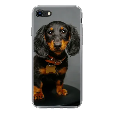 Produktbild von MuchoWow® Handyhülle Schutzhülle Hülle für iPhone 8 Studiofoto eines Dackelwelpen Silikon Softcase Handy Hülle - Schutzhaube