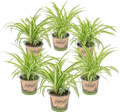 Image de Bloomique - Lot de 6 - Chlorophytum 'Variegatum' - Plante araignée - Dépolluante - Sans danger - Hauteur 20-30 cm - Pot 12 cm