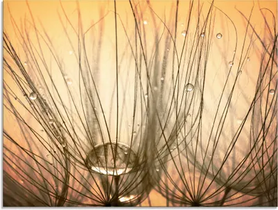 Produktbild von ARTland Glasbild Pusteblume I Größe: 80x60 cm