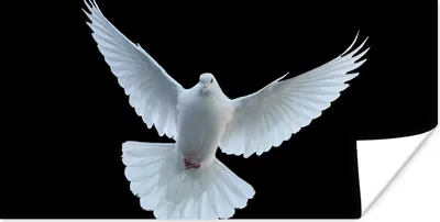 Produktbild von MuchoWow® Poster Taube - Vogel - Schwarz - Weiß - Porträt 160x80 cm - Foto Poster
