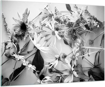 Produktbild von Bilder auf glas - Einteilig - Blumen Schwarzweiß Fotografie - 100x70cm - Glasbilder - Wandbilder - Bilder - Wanddekoration aus Glas - Glas Bilder - Wandbild auf Glas - GAA100x70-4740
