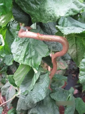 Produktbild von Corylus avellana Contorta - Korkenzieher Haselnuss - 60-80