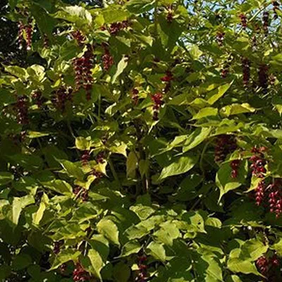 Produktbild von 2 x Schöne Leycesterie - Leycesteria formosa | 40-50 cm in Container