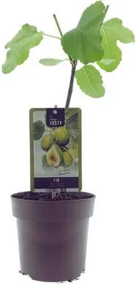 Obrázok produktu pre Ficus Panachee – figovník, Ø 15 cm, výška 40 cm, nenáročná izbová rastlina s hustým