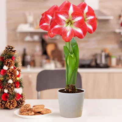 Produktbild von Amaryllis Zwiebel Striped Passion - 1 Blumenzwiebel in Großformat 26/30 - Exklusive Zwiebeln - Echte Pflanzen aus Holland - Hippeastrum (keine Samen, Wachs und nicht künstlich)