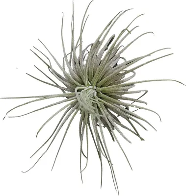 Productafbeelding van Aquafleur Tillandsia Magnusiana
