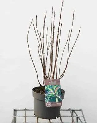 Immagine prodotto di Viburno far. 'December Dwarf' - Palla di neve 30- 40 cm - Contenitore