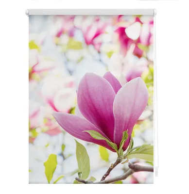 Produktbild von Lichtblick Rollo Klemmfix, ohne Bohren, Verdunkelung, Magnolie - Rosa 45 x 150 cm