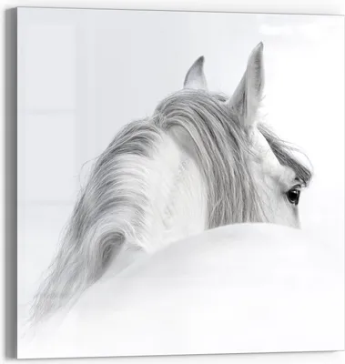 Produktbild von DEQORI Glasbild Echtglas 50x50 cm 'Andalusisches Pferd' Wandbild Bild modern Deko