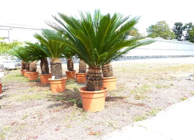 Produktbild von Cycas revoluta 130–150 cm – Japanische Sagopalme Palmfarn mit dickem, kräftigem Stamm bis zu 90 cm Umfang