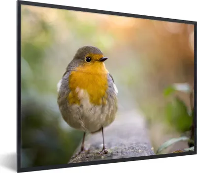 Produktbild von MuchoWow® Gerahmtes Poster Vögel - Rotkehlchen - Baum 80x60 cm - Poster mit Schwarzem Bilderrahmen Wandposter Rahmen Foto Bilder - Schwarzem - Mit Gestell