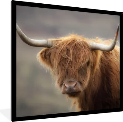 Produktbild von MuchoWow® Gerahmtes Poster Schottischer Highlander - Hörner - Haare 40x40 cm - Poster mit Schwarzem Bilderrahmen Wandposter Rahmen Foto Bilder - Mit Rahmen - Wanddekoration Schlafzimmer