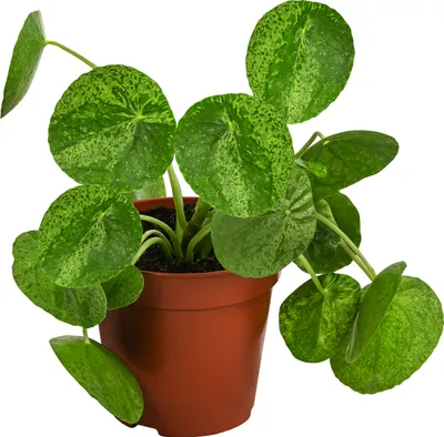 Produktbild von Dehner Glückstaler Mojito, Pilea peperomioides, Pflanzen-Rarität, ca. 15 cm, Ø Topf 13 cm, Zimmerpflanze