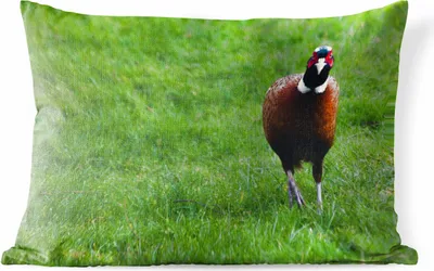 Produktbild von MuchoWow® Outdoor Kissen - Fasan - Wild - England - 60x40 cm - Wetterfest - Lounge Kissen - Zierkissen - Kissen für Innenräume