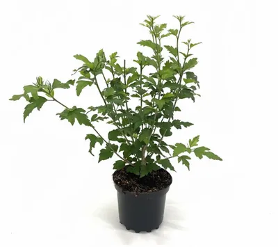 Produktbild von Garten-Eibisch Woodbridge 40-60 cm, im Topf - Hibiscus syriacus