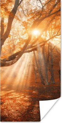 Produktbild von MuchoWow® Poster Baum - Natur - Herbst 20x40 cm - Plakat - Foto