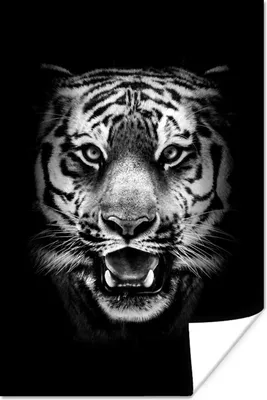 Produktbild von MuchoWow® Poster Tigerkopf vor schwarzem Hintergrund - schwarz und weiß 40x60 cm - Plakate für die Wand - Poster Babyzimmer