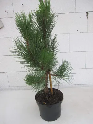 Produktbild von Pinus tabuliformis - Chinesische Kiefer - immergrün 30-40