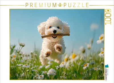 Produktbild von CALVENDO Puzzle Pudelspaß unter blauem Himmel | 1000 Teile Lege-Größe 64x48cm Foto-Puzzle für glückliche Stunden