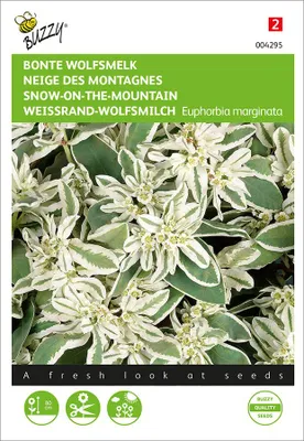 Artikelbild 2 von 'Weissrand-Wolfsmilch' aus der Kategorie Blumensamen