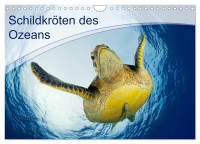 Produktbild von Schildkröten des Ozeans (Wandkalender 2027 DIN A4 quer), CALVENDO Monatskalender