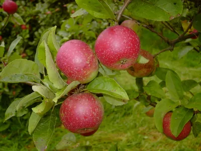 Produktbild von Apfelbaum `Rote Sternrenette´ - sehr alte Sorte - im 10L-Topf, 120-140cm