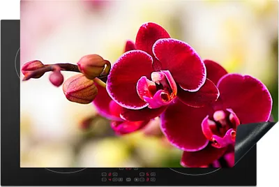 Produktbild von KitchenYeah© Herdabdeckplatte Nahaufnahme von roten Orchideen vor einem unscharfen Hintergrund , 80x52cm, Küche Deko, Glaskeramikkochfeld Herdabdeckung, Abdeckplatte fùr Kochfeld