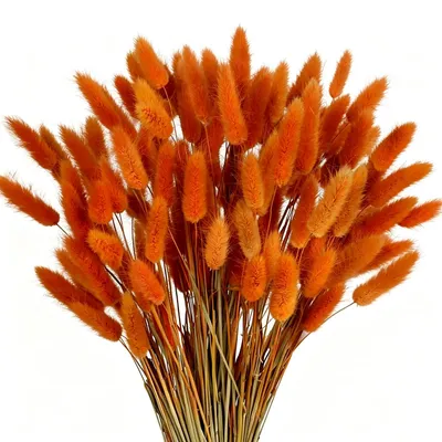 Getrocknete Hasenschwänze Orange 120 Stk 40 cm