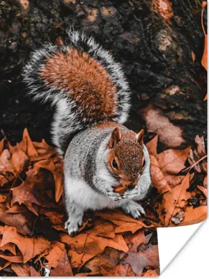Produktbild von MuchoWow® Poster Eichhörnchen - Laub - Herbst 30x40 cm - Wandplakat - Poster Kinderzimmer
