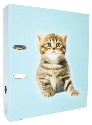 Produktbild von ADINA Motivordner Katze