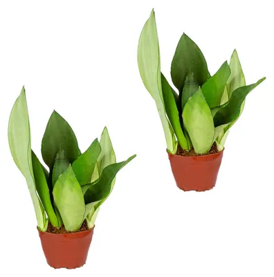 Zdjęcie produktu dla Sansewieria 'Moonshine' (zestaw 2 szt.) | Roślina doniczkowa w doniczce o średnicy 9 cm - wysokość 20-30 cm