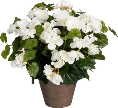 Obrázek produktu pro Mica Decorations Begonia umělá rostlina v květináči Stan - V37 x Ø36 cm - bílá