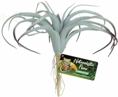 Zdjęcie produktu dla Tillandsia Air Plant