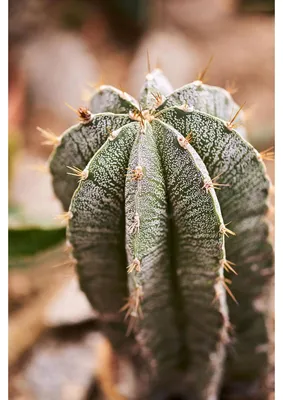 Image de Tableau sur toile cactus bohême 45x65 cm, Tableau mural moderne pour décoration intérieure