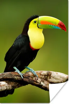Produktbild von MuchoWow® Poster Vogel - Tukan - Regenbogen - Grün - Zweig 60x90 cm - Wanddekoration