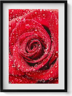 Produktbild von Rose auf den Blütenblättern einer roten Rose– Wandbild mit Rahmen – Gerahmtes Bild  – Wanddekoration – 50x70 cm –  Schwarz Rahmen