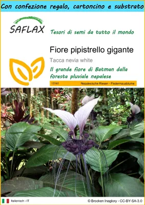Immagine prodotto di SAFLAX Set regalo - Fiore pipistrello gigante - 10 semi - Tacca