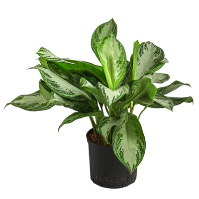 Produktbild von Dehner Kolbenfaden Silver Bay, in Hydrokultur, Aglaonema commutatum, mehrtriebige Zimmerpflanze mit panaschiertem Laub, ca. 50 cm, Ø Topf 22 cm
