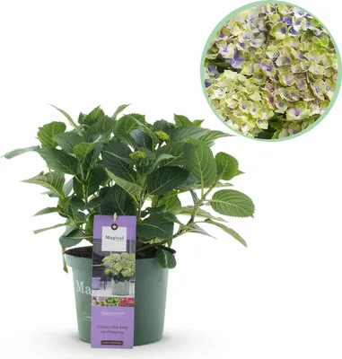 Image de Terrasplant - Hortensia - Hydrangea Magical Jewel Blue - Blauw - 6-10 Bloemen - Pot 23 Hoogte 55 - 40-55cm - Ø23cm - Plante de jardin