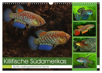 Produktbild von Killifische Südamerikas (Wandkalender 2027 DIN A3 quer), CALVENDO Monatskalender