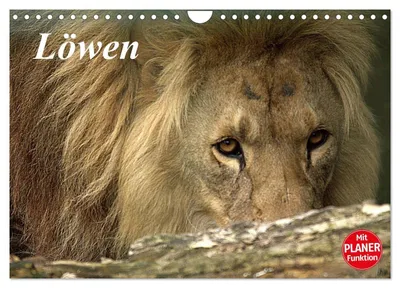 Produktbild von Löwen (Wandkalender 2027 DIN A4 quer), CALVENDO Monatskalender